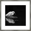 Mission Bay Snowy Egret One Framed Print