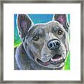 Mixed Breed Gray Dog Framed Print