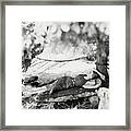 Model Reclining On Stone Bench With Dog Framed Print