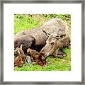 Mom And Babies Framed Print
