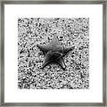 Momma And Baby Star Framed Print