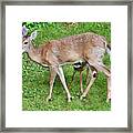 Mommy Deer And Fawn Drinking Framed Print