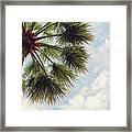 Monaco Palm Framed Print
