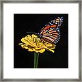 Monarch Beauty Framed Print