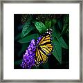 Monarch Butterfly- Art By Linda Woods Framed Print