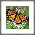 Monarch Butterfly At Circle B Bar Preserve In Lakeland Florida Framed Print