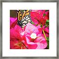 Monarch Butterfly On A Red Bougainvillea Framed Print