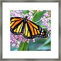 Monarch  Butterfly On Milkweed Framed Print
