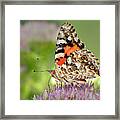 Painted Lady Butterfly Profile Framed Print