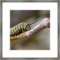 Monarch Caterpillar On The Move Framed Print