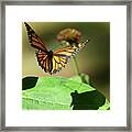 Monarch In Flight With Shadow Framed Print