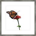 Monarch On Red Zinnia Framed Print