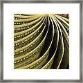 Money Picture Framed Print