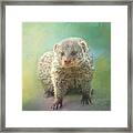 Mongoose 02 Framed Print