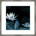 Monochrome Lotus Framed Print