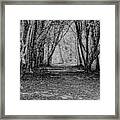 Monochrome Tree-lined Path Framed Print