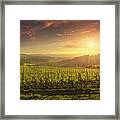 Montalcino Vineyards At Sunset. Tuscany, Italy Framed Print