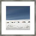 Montana Wild Horses Crossing In Winter Framed Print