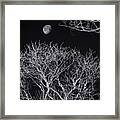 Moon And Bare Trees 6957 Framed Print