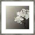 Moonlit Tree Framed Print