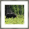Moose - Breakfast With My Baby Framed Print