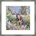 Moose Bull Grazing In The Early Morning Light V2 Framed Print