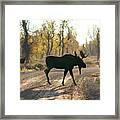 Moose In The Road Framed Print