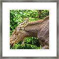 Moose Framed Print