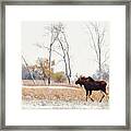 Moosing Around -  Bull Moose Wandering Through Nd Snow Dusted Autumn Prairie Scene In Nd Framed Print
