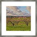 Morning Glory Orchards Framed Print