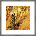 Morning Gold In Bryce Canyon National Park Framed Print