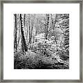 Morning In The Forest Framed Print