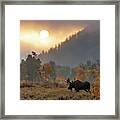 Morning Moose Framed Print
