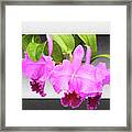 Morning Orchids Framed Print