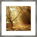 Morning Rays, Westonbirt Arboretum, England, Uk Framed Print