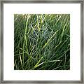 Morning Spider Web Framed Print