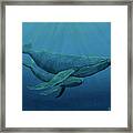 Mother And Baby Humpback Framed Print