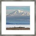 Mount Baker, A Bald Eagle, And Boundary Bay Framed Print