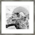 Mountain Bighorn Ram Framed Print