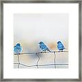 Mountain Bluebirds 5 Framed Print