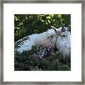 Mountain Goat Above It All Framed Print