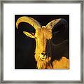 Mountain Goat Framed Print