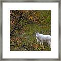 Mountain Goat Framed Print