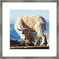 A Nanny Goat And Her Baby Mountain Goat Framed Print