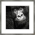 Portrait D'un Gorille De Montagne Bageni Framed Print