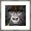 Mountain Gorilla Portrait Framed Print