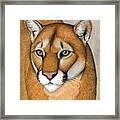 Mountain Lion Cougar Wild Cat Framed Print