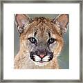 Mountain Lion Felis Concolor Captive Wildlife Rescue Framed Print