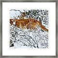 Mountain Lion In The Snow Framed Print