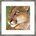 Mountain Lion Portrait Wildlife Rescue Framed Print